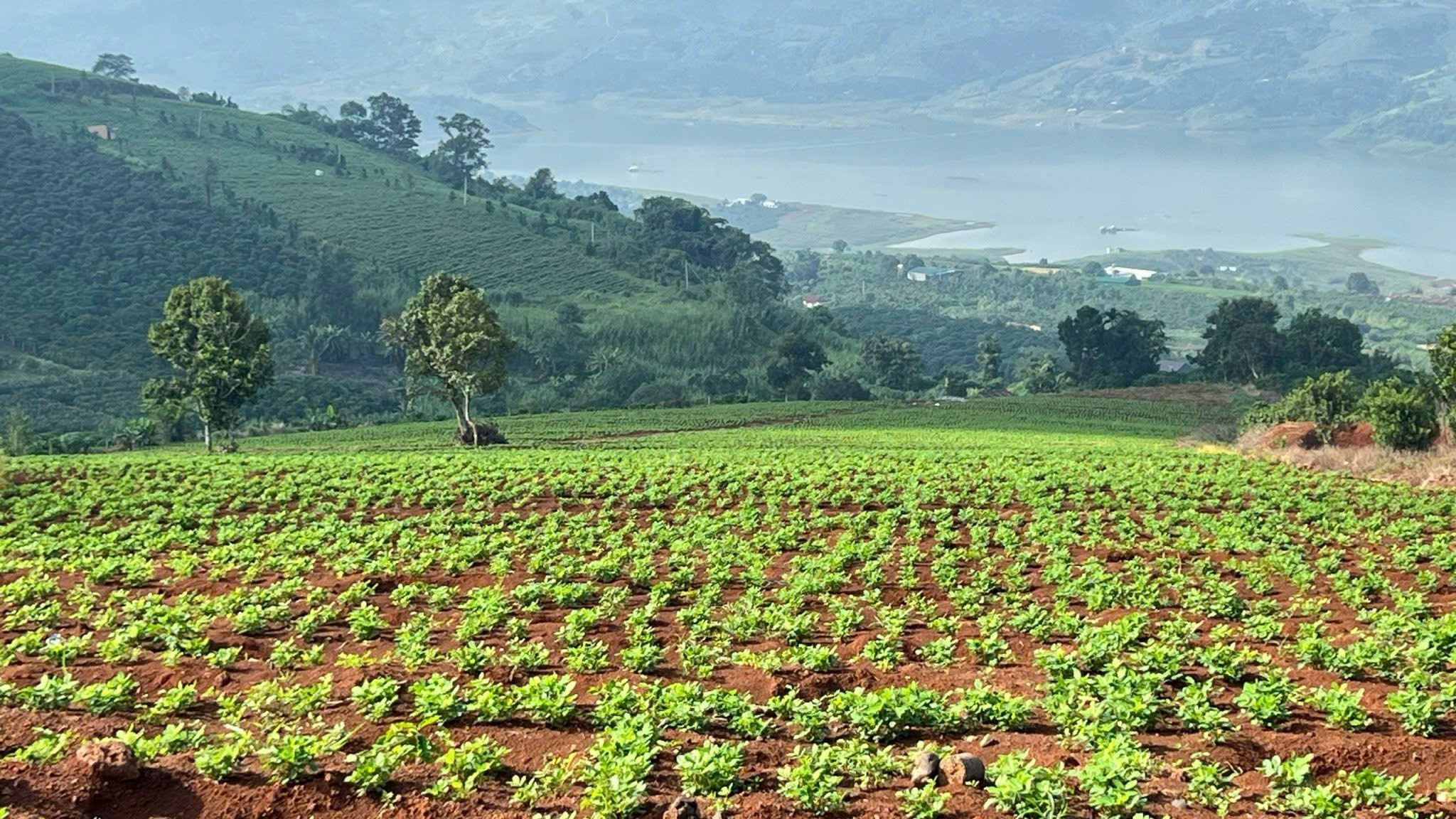 Đất nông nghiệp xanh mướt, tiềm năng lớn tại Lâm Hà, Lâm Đồng