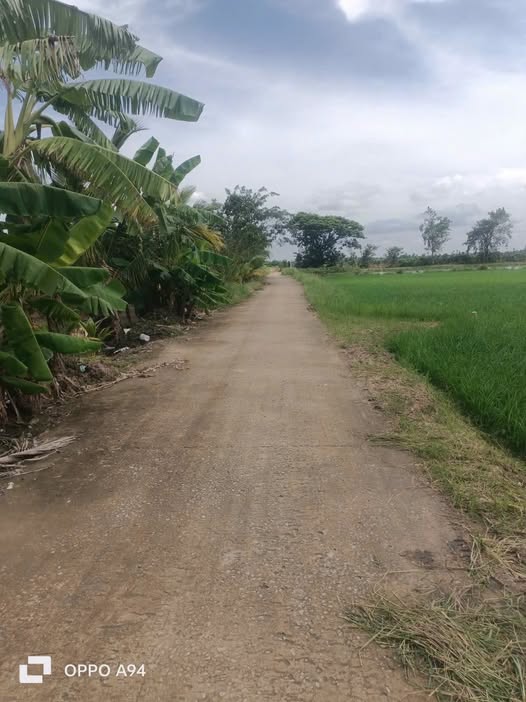 Đất vàng 25 công ruộng Mỹ Quý, Đồng Tháp, cơ hội đầu tư sinh lời khủng