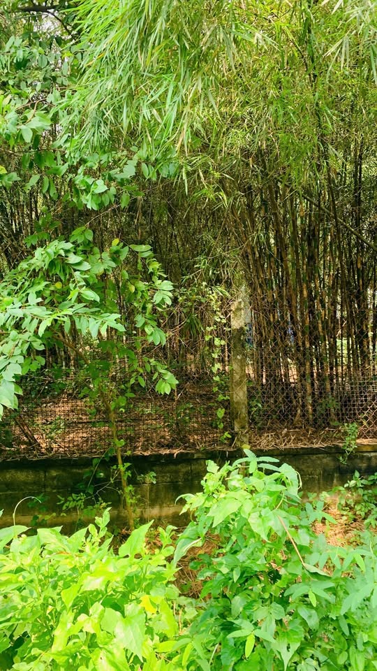 Bán đất mặt tiền đường nhựa 12m, Phú Hòa Đông, Củ Chi