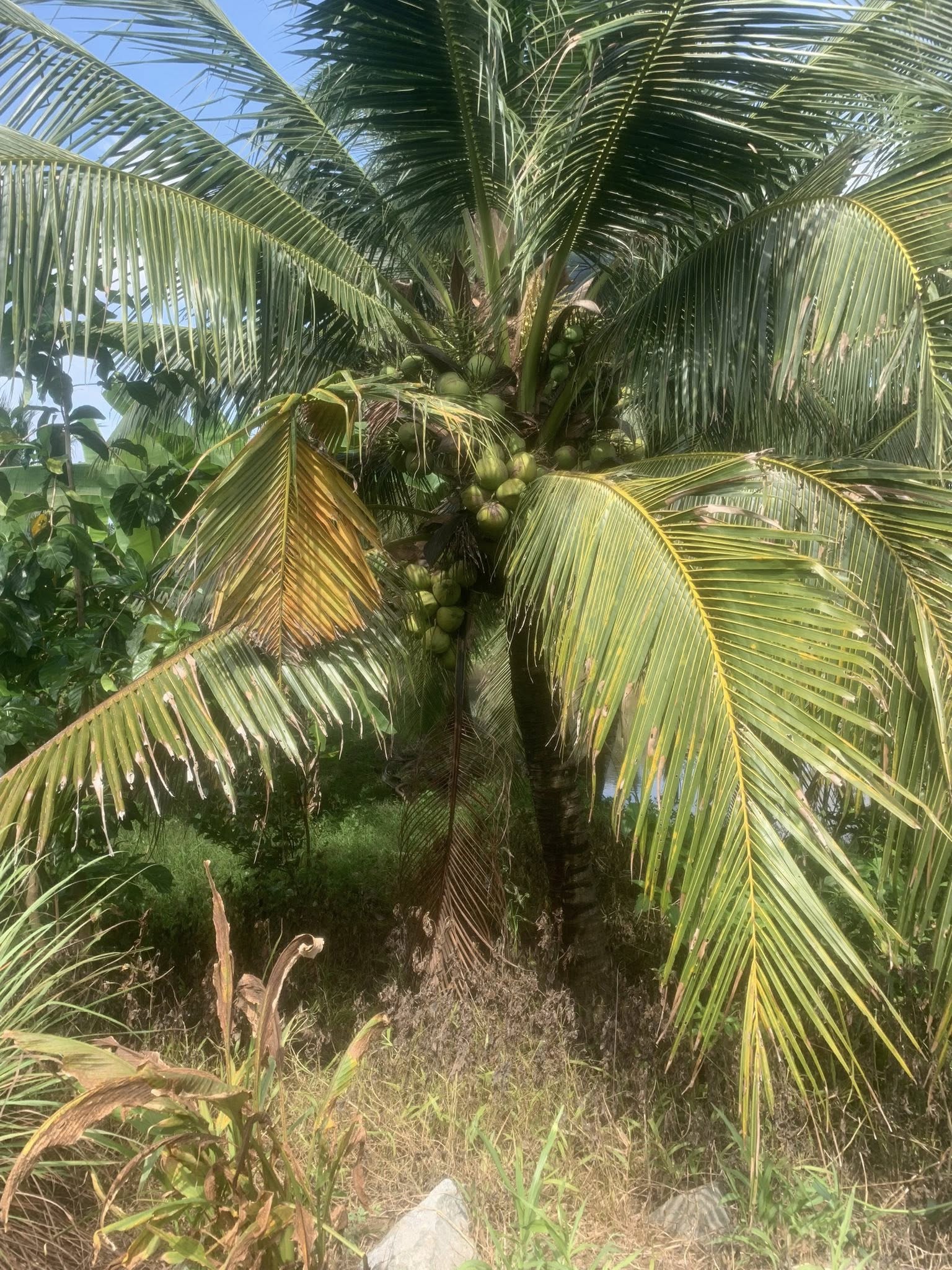 Đất view sông Bến Tre, 200m2 full thổ cư, giá chỉ 300 triệu - Xây nhà hay làm kho đều đỉnh