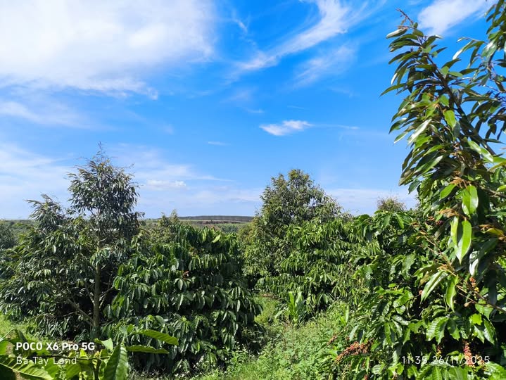 Đất vàng Gia Lai 3,7ha sầu riêng trĩu quả, kinh doanh bội thu, ô tô tận nơi