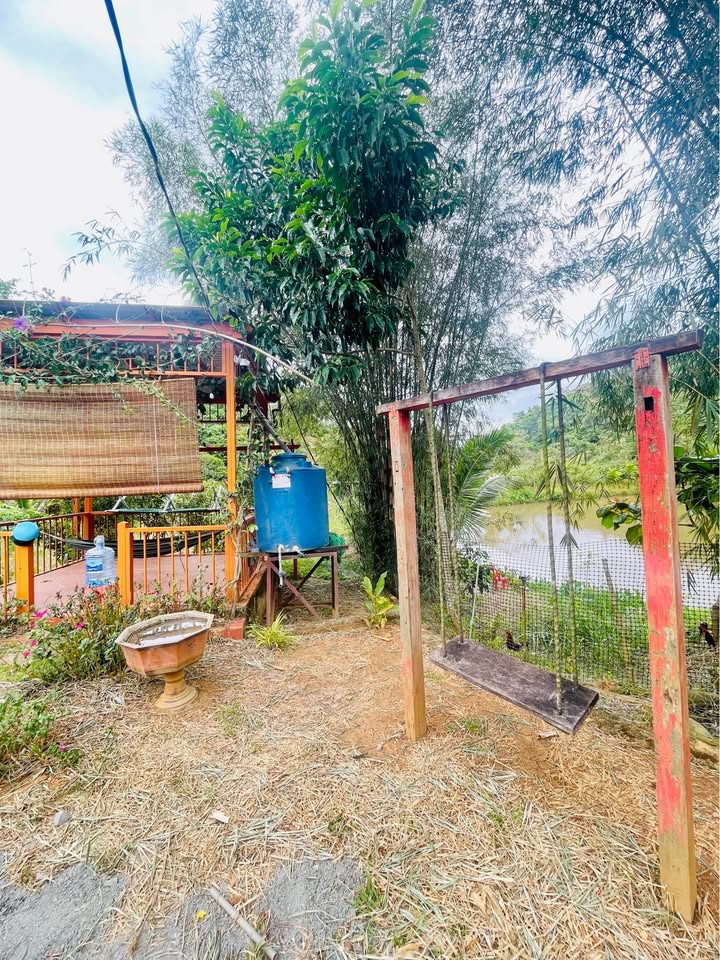 Bán gấp đất vườn 3 sào kèm nhà, ao cá, vườn cây ăn trái, chuồng trại đầy đủ, chỉ 1 tỷ