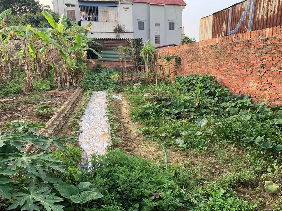 Chính chủ bán gấp lô đất vàng 98m2 tại Sóc Sơn, chỉ 2.1 tỷ, sổ đỏ sẵn sàng