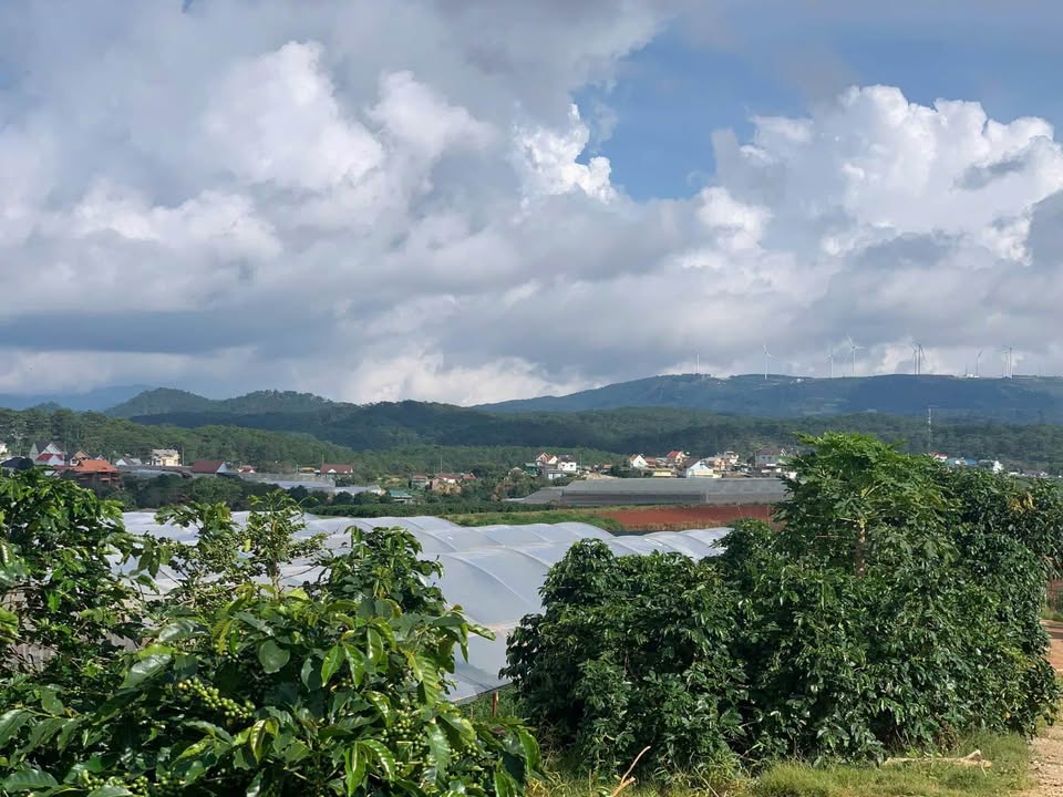 Bán đất Xuân Thọ, Đà Lạt, 1500m2, mặt tiền 31m, giá 6.5 tỷ