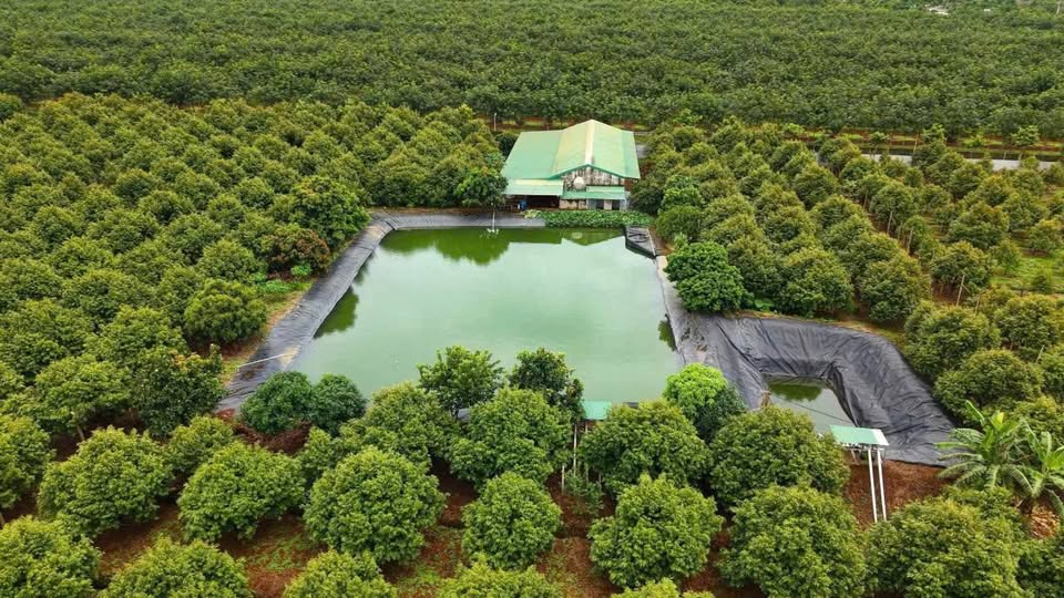 Đất sầu riêng 24ha tại xã Cuor Đăng, huyện Krông Búk, tỉnh Đắk Lắk, giá 120 tỷ