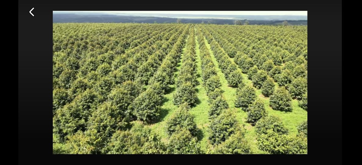 Bán 12ha sầu riêng năm thứ 5 tại Đắk Lắk - Cơ hội đầu tư hấp dẫn