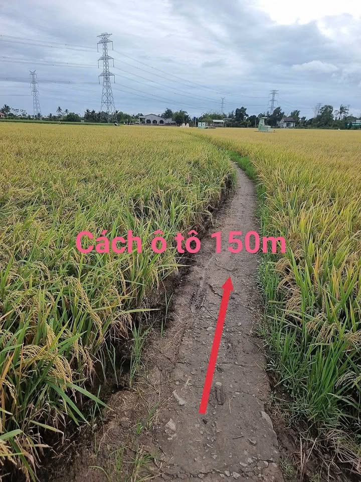 Cơ hội vàng cho nhà đầu tư sành điệu sở hữu ngay 1000m² đất lúa tại Bình Lãng, Tân Trụ, Long An