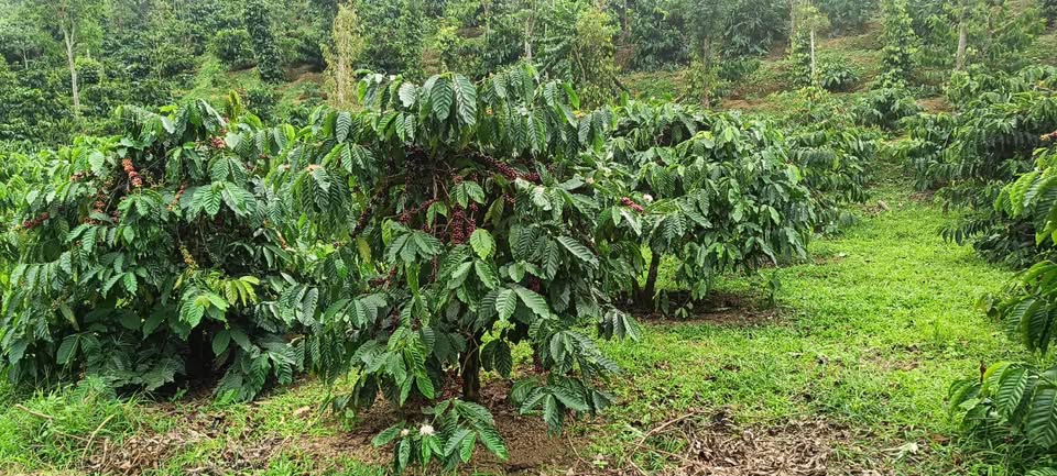 Bán đất nông nghiệp 3 hecta tại Lâm Đồng, tiềm năng thu nhập cao