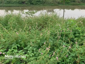 Đất vàng Kim Bảng, 96m2, mặt tiền 6m, hướng nam