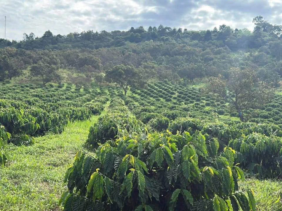 Bán 10ha rẫy cà phê, tiêu, điều tại Quảng Tín, Đắk Nông