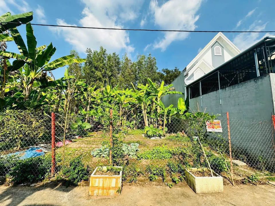 Nền thổ cư Vĩnh Long, ô tô vi vu, giá nhỉnh 1,6 tỷ