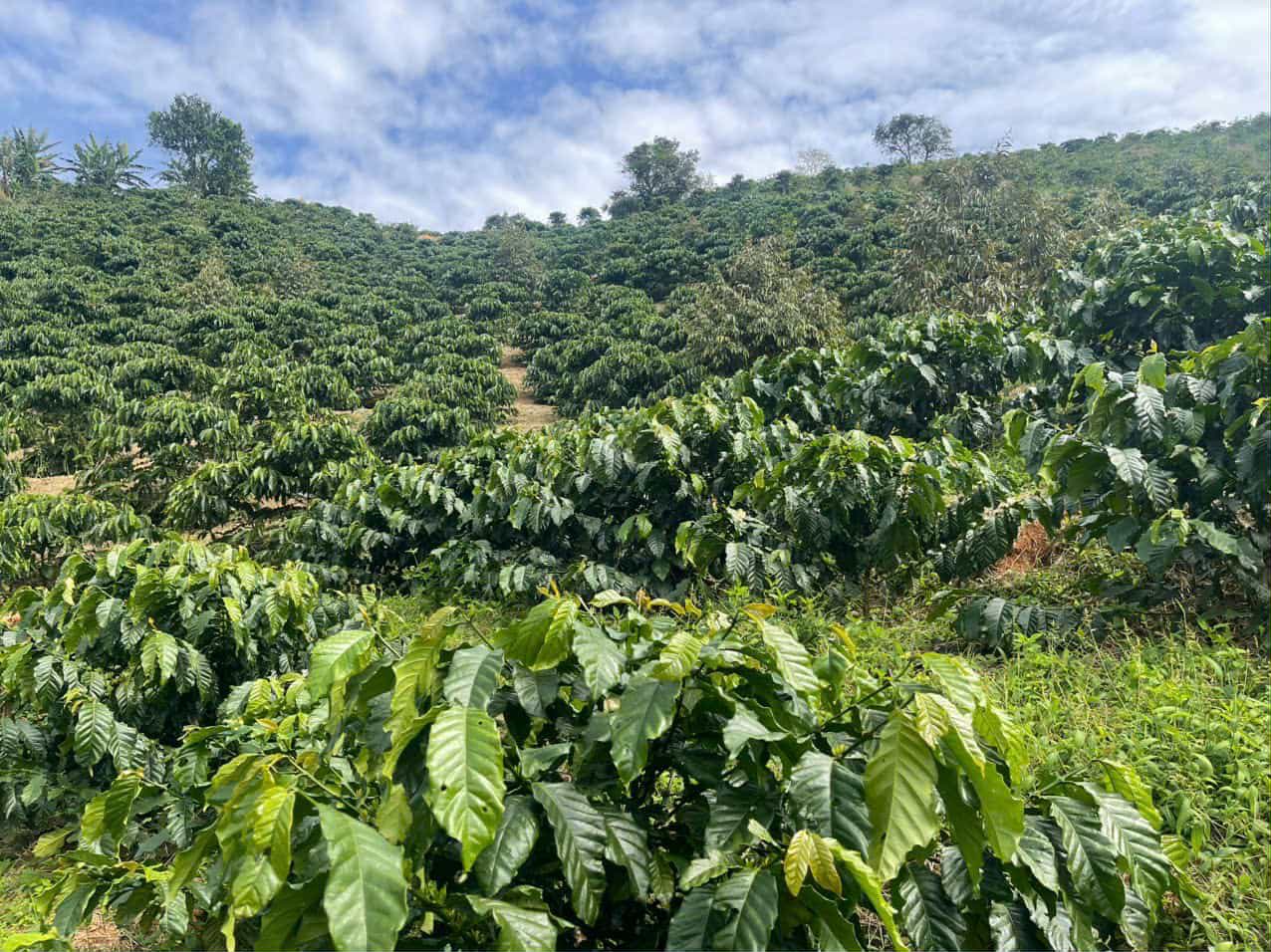 Bán đất rộng 1,3 ha tại Yên Thành, Lâm Đồng, sổ đỏ 1,1 ha, có ao hồ