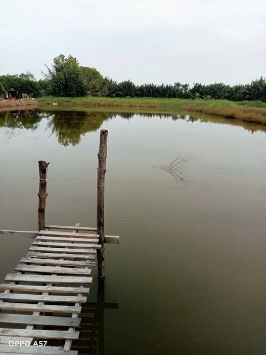 Bán đất ao 340m2 tại Bình Đại, Bến Tre - Lời ngay nền nhà, đường xe hoa lâm tới đất