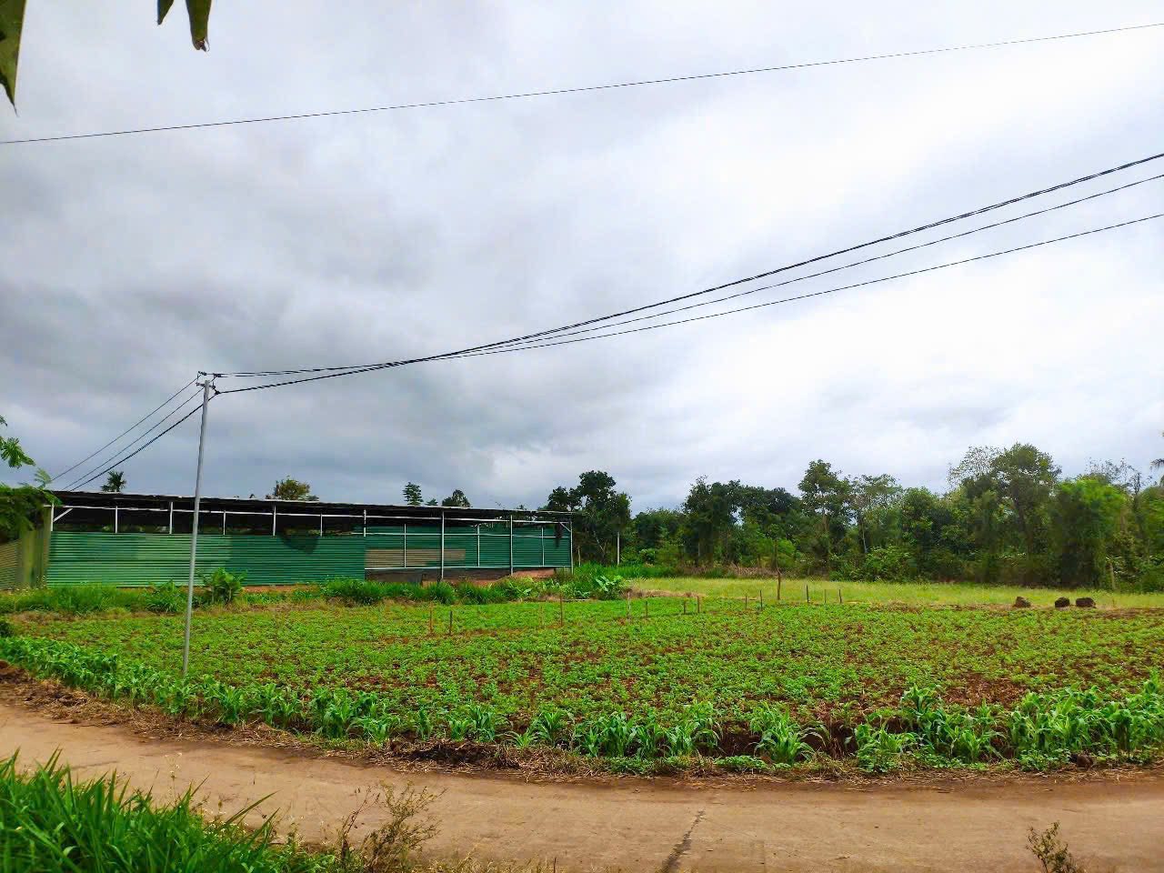 Bán đất thị trấn Ea Pok, 2 mặt tiền thoáng, sẵn cà phê tiêu, giá 1,89 tỷ