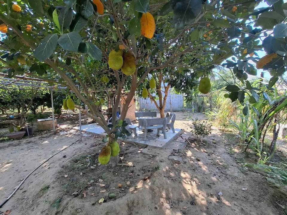 Đất xịn sò 900m² Ninh Thuận, cây trái sum suê, sổ sẵn, giá iu thương