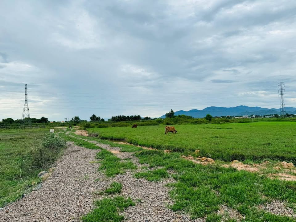 Bán 440m2 đất cây lâu năm tại Bình An, Hàm Chính cũ, đường ô tô rộng rãi, giá 190 triệu