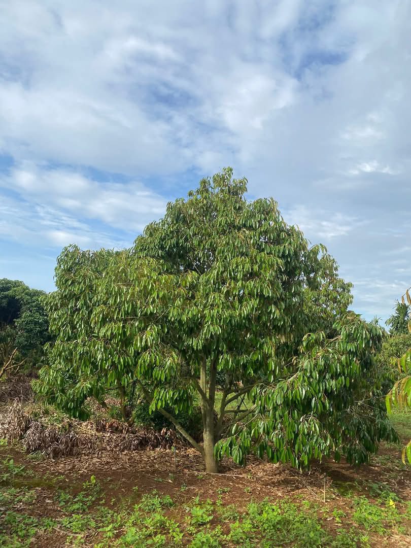 Bán đất Đắk Lắk 1.3 hecta mặt tiền 80m, vườn sầu riêng thu nhập ổn định