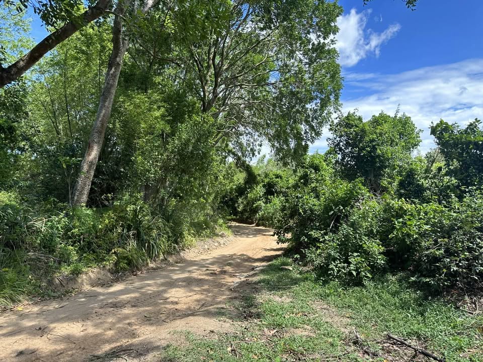 Bán 2,5 ha đất rừng tái sinh gần khu du lịch Hầm Hô, Bình Định