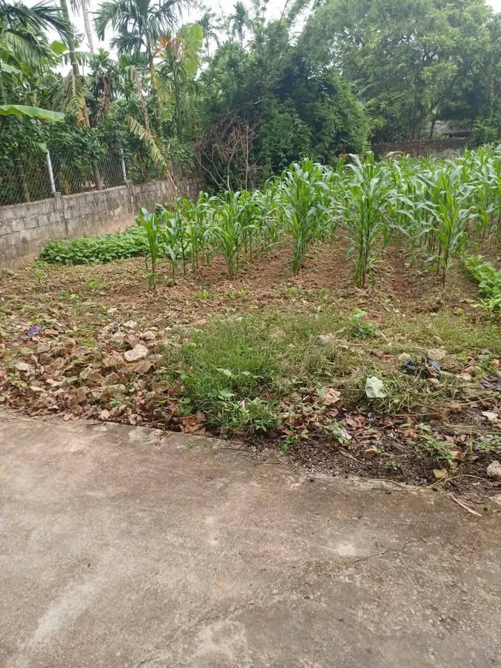 Lô đất Bồ Đề, Bình Lục 60m² đất vuông vắn, vườn ngô xanh mướt