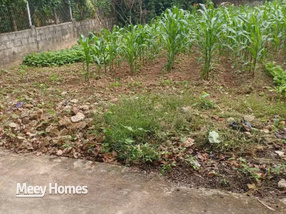 Lô đất Bồ Đề, Bình Lục 60m² đất vuông vắn, vườn ngô xanh mướt