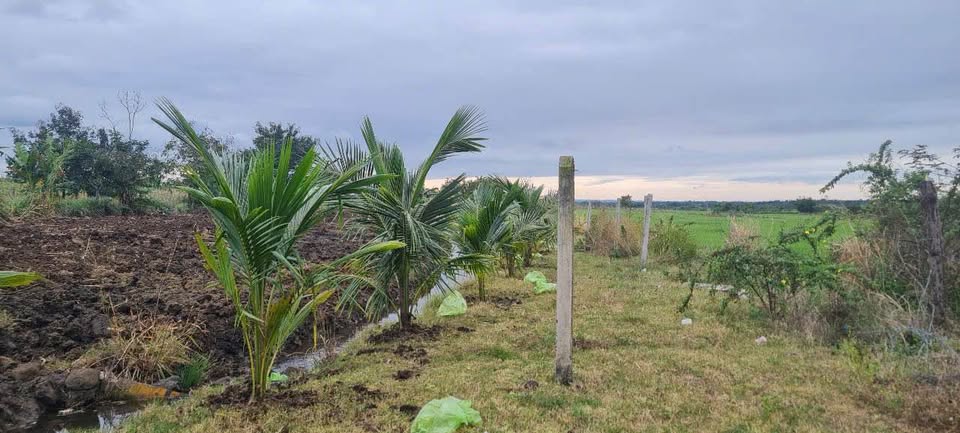 Bán đất Cư Bua view cánh đồng, giá yêu thương chỉ 650 triệu