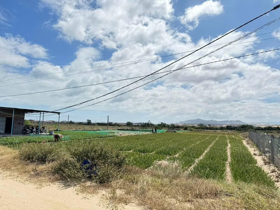 Bán đất vườn 4060m2 sổ sẵn tại Phước Dinh, Ninh Thuận