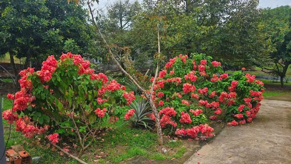 Lô đất vườn 582m2 tại Bàu Bàng, Bình Dương - Thoáng mát, view ao sen