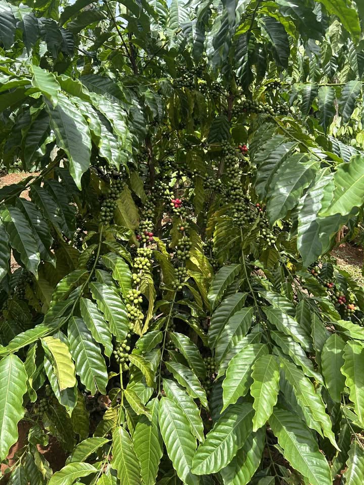 Vườn xưa Đà Lạt 1.5ha cà phê, tiêu, sầu riêng trĩu quả