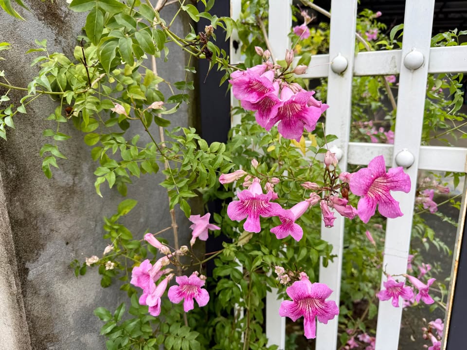 Bán đất Yên Bài, Hà Nội - 1000m2, nhà sẵn ở, view núi đồng