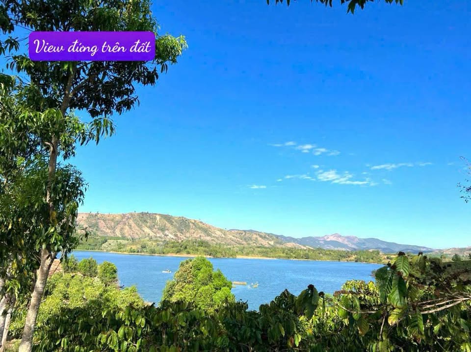 Vườn cà phê triệu đô giáp hồ, thu nhập khủng, xe hơi tới tận nơi