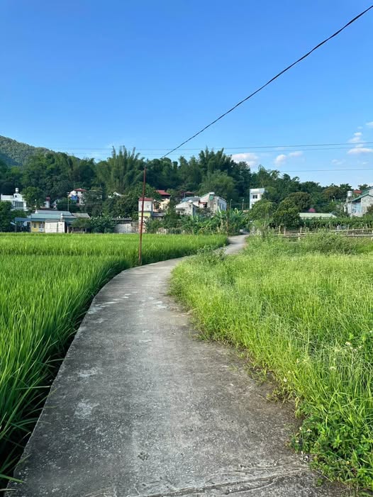 Bán đất vườn Ngọc Xuân, 123m2, Sổ đỏ sẵn sàng, giá chỉ 3xx triệu