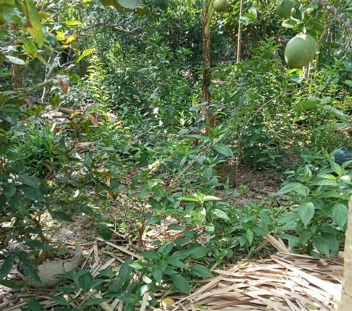 Đất xanh mát 500m2, lộ thông xe hoa lâm, sẵn sàng xây tổ ấm