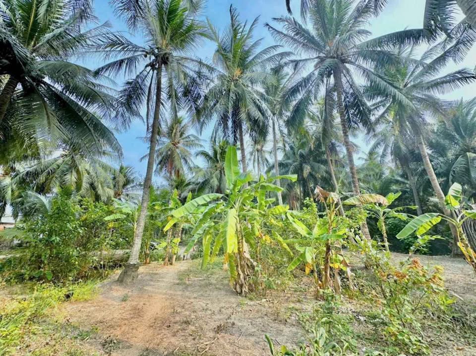 Lạc bước giữa lòng Bến Tre, nơi tiềm năng sinh lời vẫy gọi