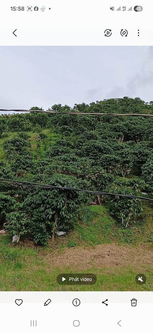 Bán vườn cà phê 4 sào, Đại Lào, đường ô tô