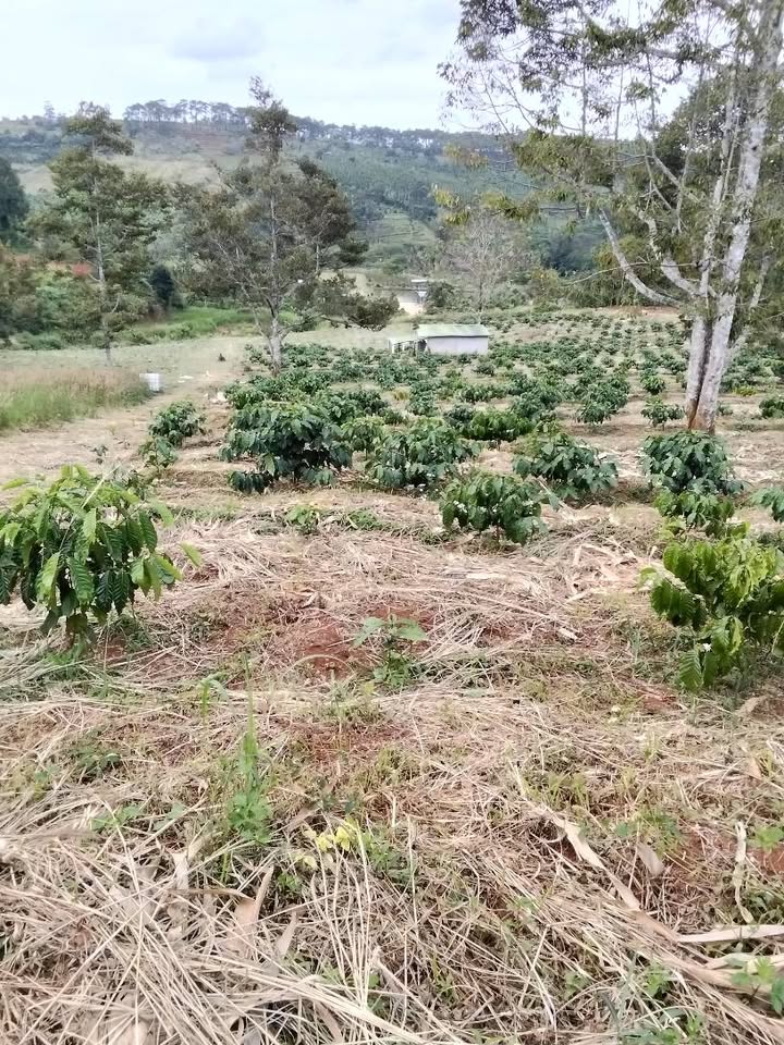 Đắk Nông - Đất đỏ bazan 5ha, view đồi thông, trù phú cà phê tơ