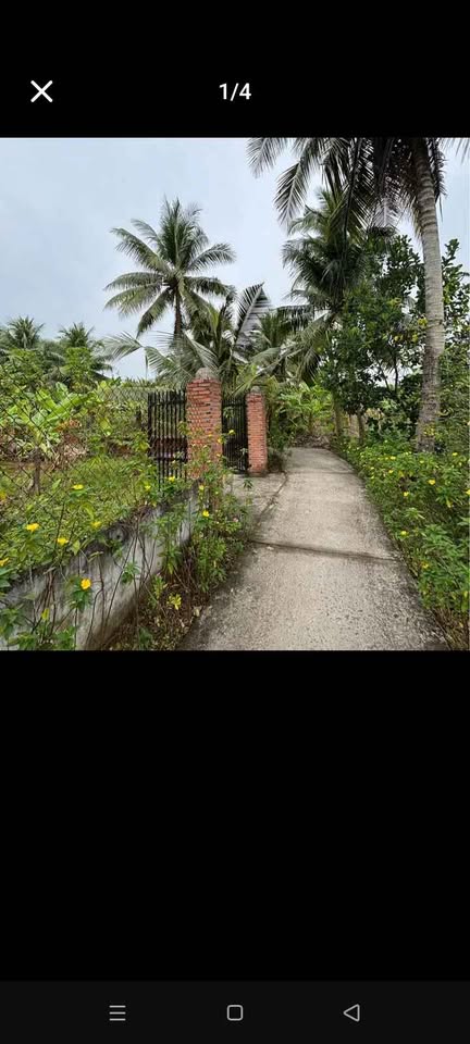 Bán đất 300m² tại xã Phú Túc, Châu Thành, Vĩnh Long, có 100m² thổ cư