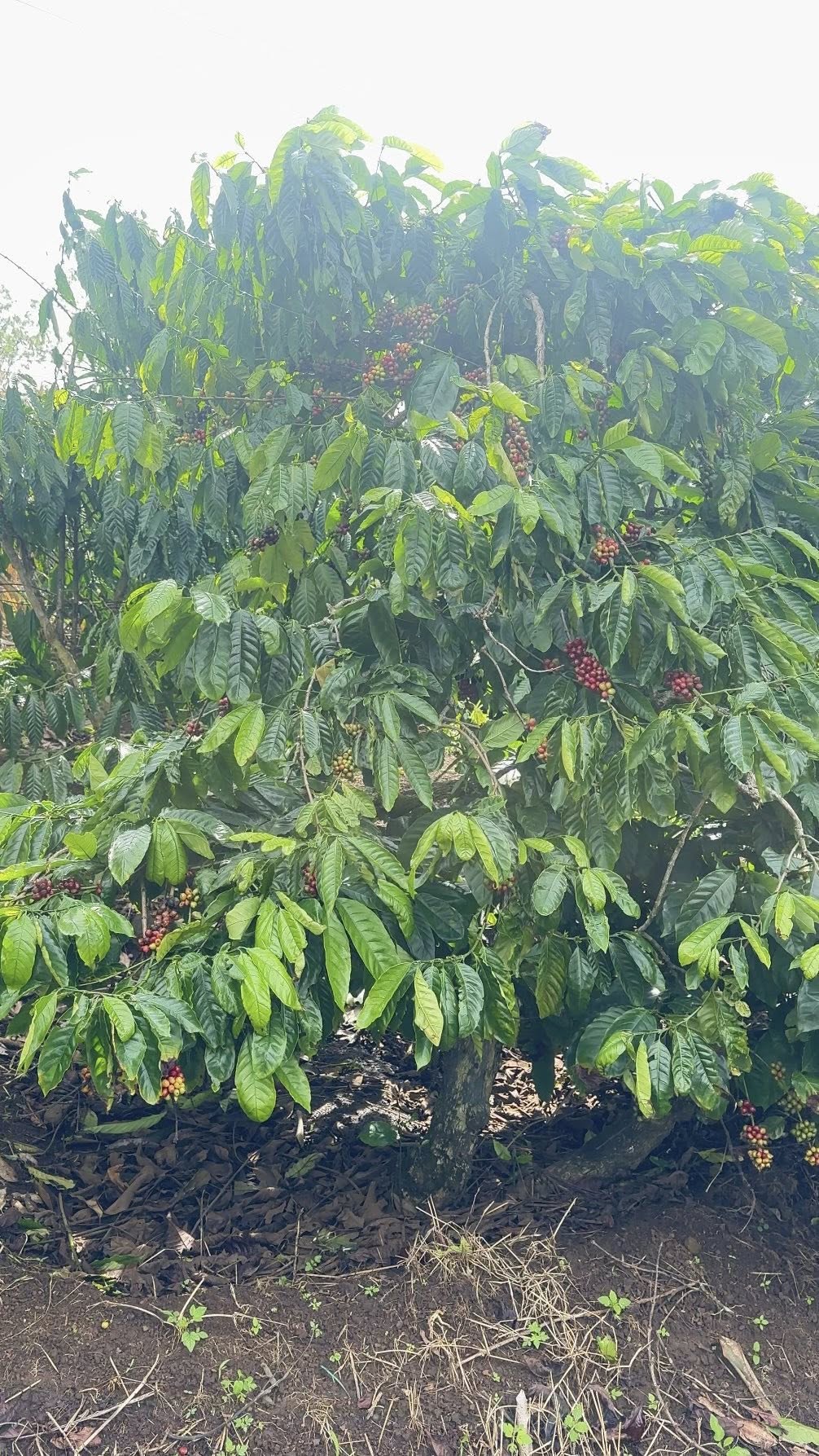 Bán 2 ha cà phê kinh doanh tại Chư K Tây, Đắk Lắk