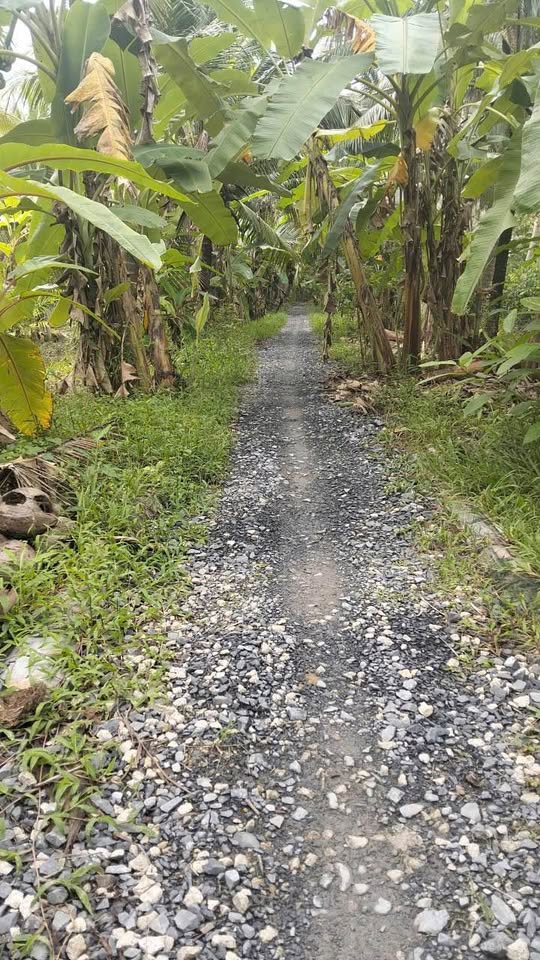 Bán gấp 3 công 8 đất vườn tại Phước Long, Bến Tre, giáp ranh Sơn Phú