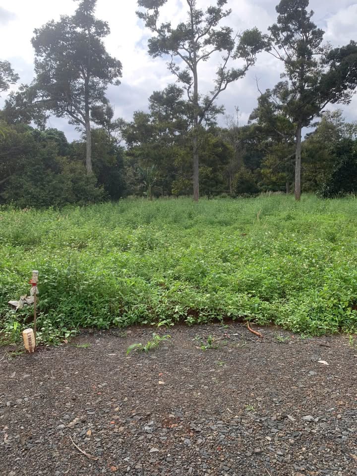 Đất vàng Nguyễn Xuân Nguyên - Cơ hội đầu tư sinh lời