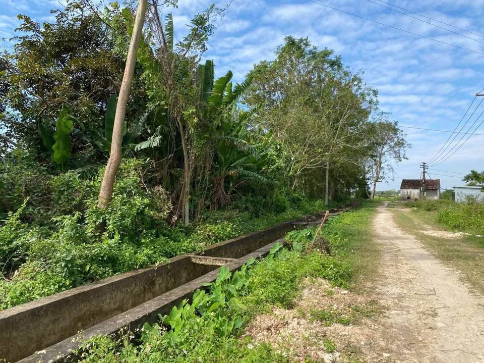 Bán nhanh trang trại tổng hợp 8000m2 tại phường Đông Quang, cách trung tâm thành phố 8km