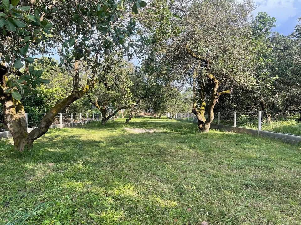 Bán đất Hồ Tràm, diện tích 1000m2, giá 1.65 tỷ, nằm trên trục đường nhựa khu dân cư sầm uất