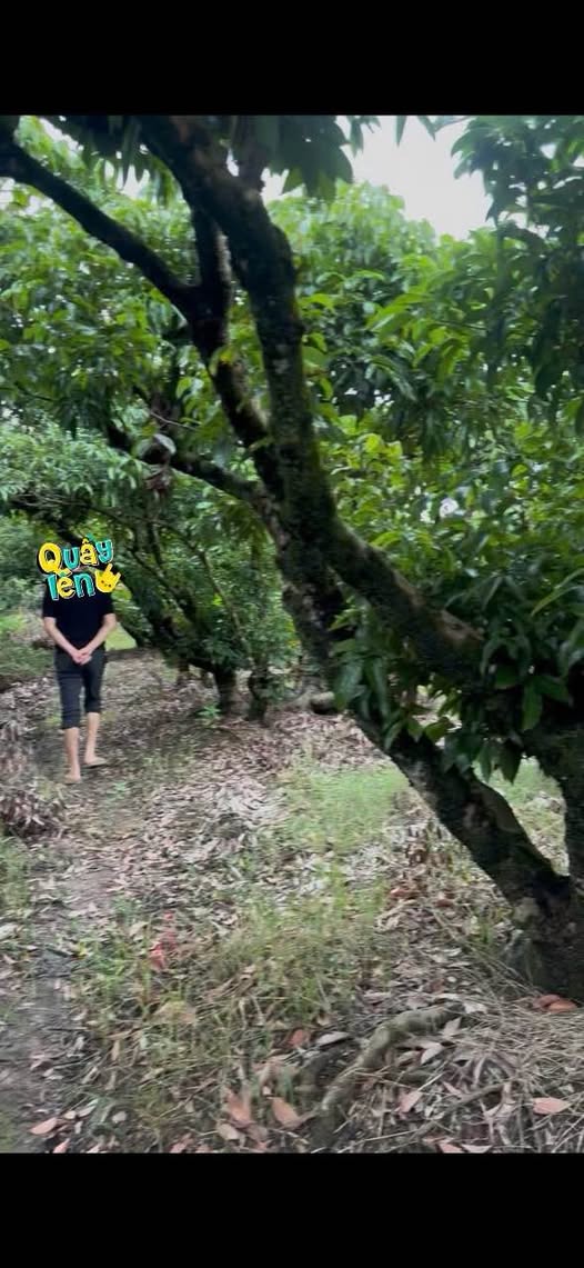 Bán gần 4000m2 vườn vải An Lương, Thanh Hà, Hải Dương, mặt đường bê tông, sổ đỏ, giá rẻ