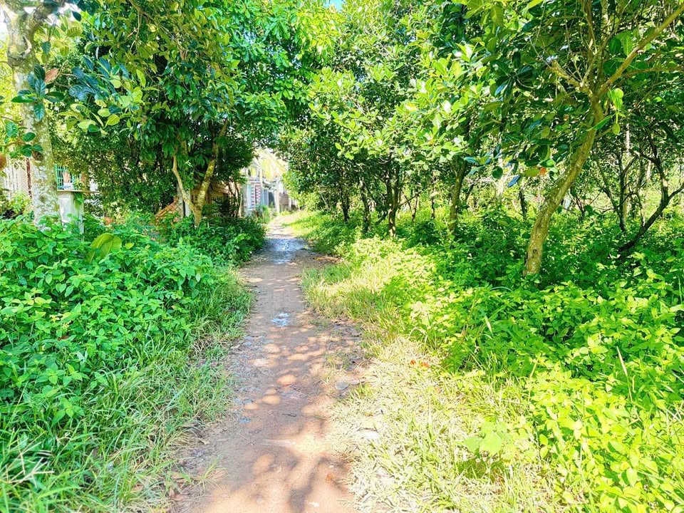 Cơ hội sở hữu ngay lô đất thổ cư vuông vắn với diện tích lên đến 294m2 tại ấp Lộc An, xã Lộc Giang, huyện Đức Hòa