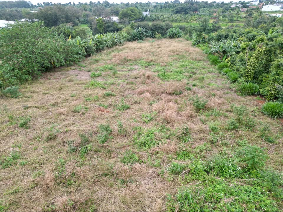 Mảnh đất vàng 4153m2, sổ đỏ sẵn sàng, giá tốt nhất khu vực