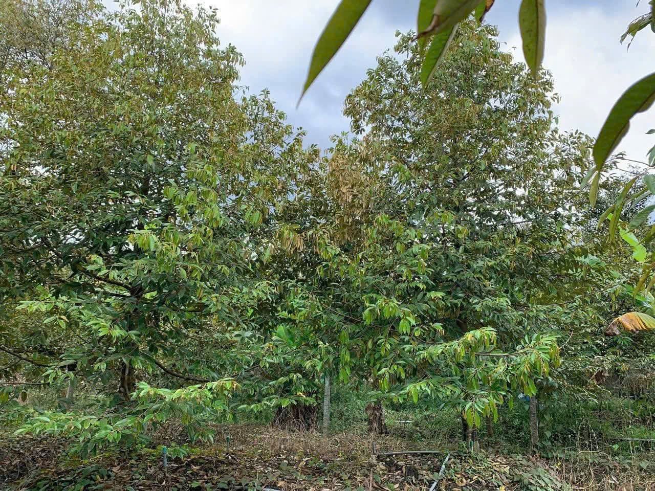 Bán đất vườn sầu riêng Ri6 – 4 năm tuổi tại Cai Lậy, Tiền Giang cũ