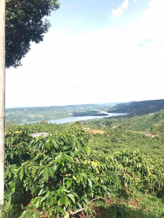 Bán đất trồng cà phê diện tích 1.2 ha tại Tân Nghĩa, Di Linh, Lâm Đồng