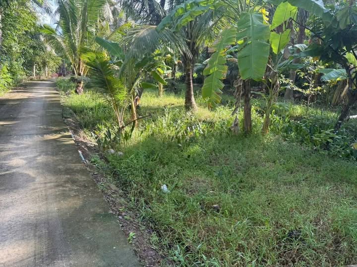 Bán mảnh vườn dừa 1353m2 tại xã Thạnh Ngãi, Bến Tre, giá 820 triệu