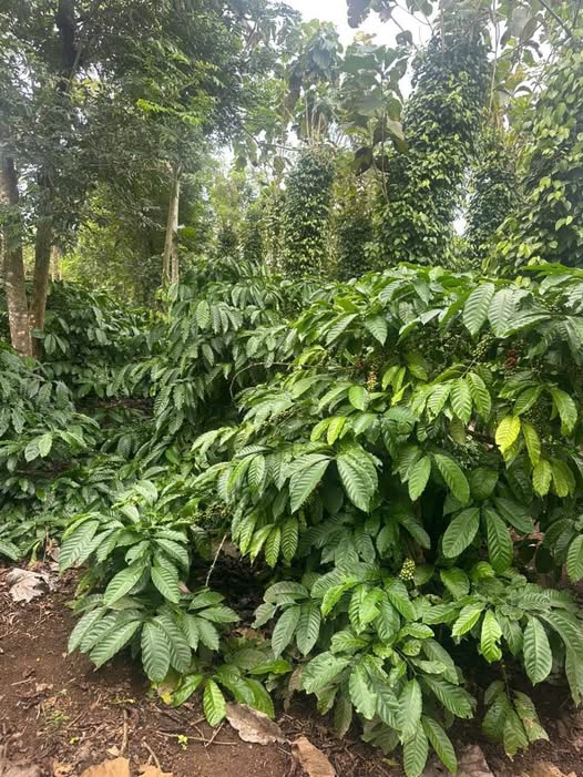 Cần bán lô đất diện tích 9,6 sào tại thôn 9, thành phố Buôn Ma Thuột, tỉnh Đắk Lắk