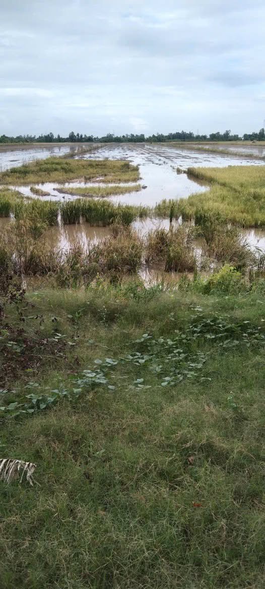 Chào mừng quý vị đến với cơ hội sở hữu ngay 10 công đất rộng rãi tại ấp Thầy Ký, thị trấn Thạnh An, Vĩnh Thạnh