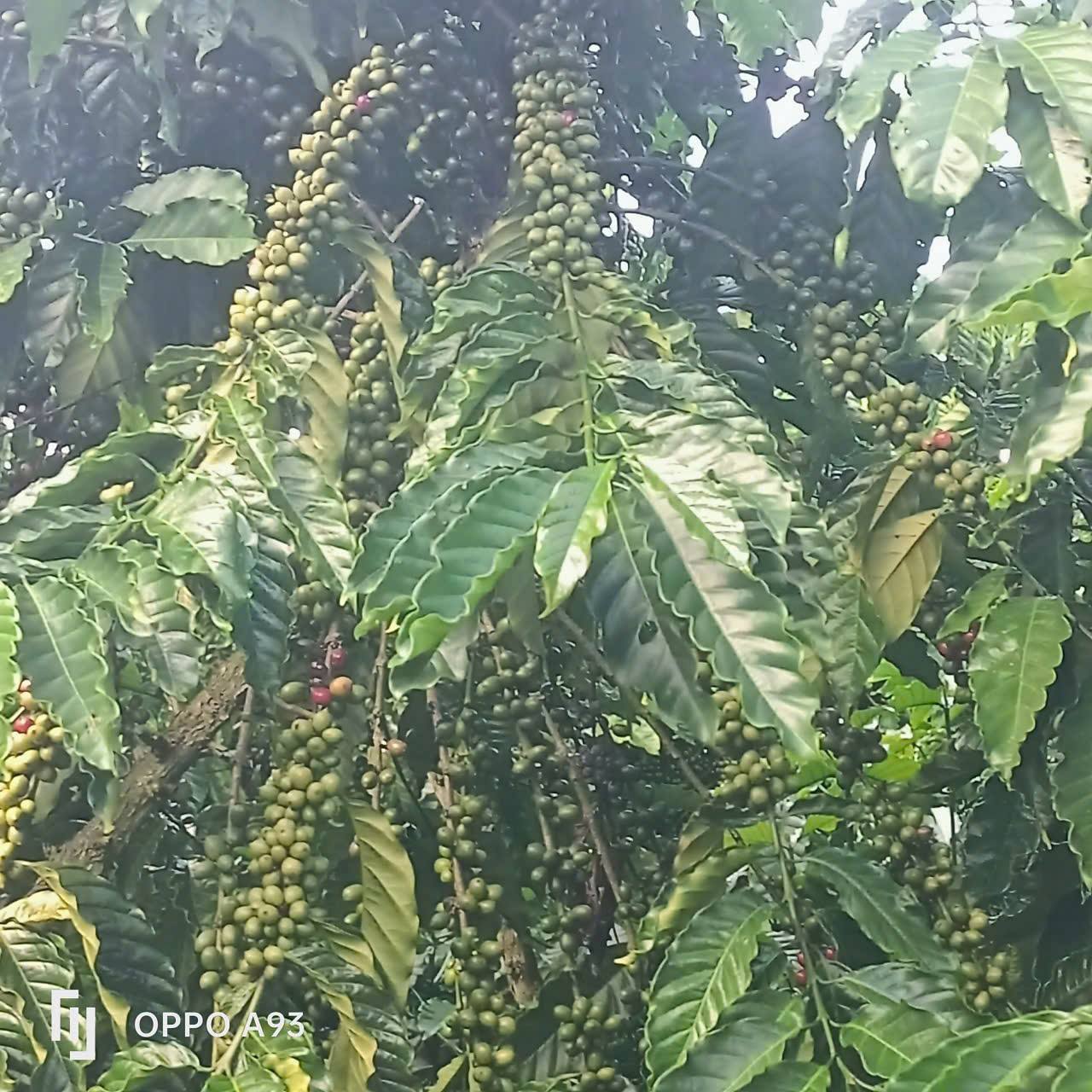 Chào mừng quý khách đến với chốn thiên đường tại Lâm Hà, Lâm Đồng